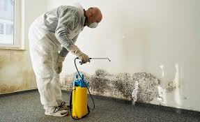 Best Industrial Mold Remediation  in Rockford, MN